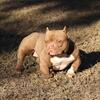 CHOCOLATE 2X SENSEI FEMALE BULLY