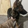 AKC German Shepherd Puppies