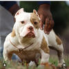 Female bully merle 1500