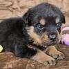 AKC Registered Rottweiler Puppies