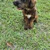 Yorkiepoo – 1-Year-Old Male “Prince” – Playful, House-Trained, Great with Kids