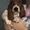 Basset Hound 