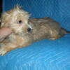 maltshi puppies for sale