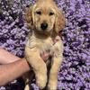 AKC Golden Retriever Retriever Puppies