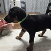 Doberman puppies 