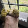 Yellow baby Quaker for sale