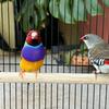 Gouldian finch and Diamond fire tail finch $100 each