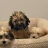 Yorkipoo pups