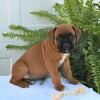 AKC Boxer puppies Male