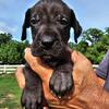 Gorgeous Great Dane Puppies for Sale