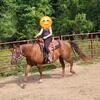 AQHA Chestnut Gelding