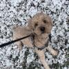Mini Goldendoodle Stud