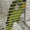Rehoming my Amazon parrots  boy and girl names are polly and Julie