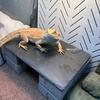 Bearded Dragon 