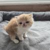 Exotic Shorthair Female Red and White Kitten