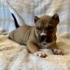 American pocket bully