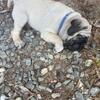 6 Puppies PUGS CKC registered 