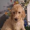 Standard Poodle Sweet Heart