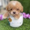 Super cute Teacup and Toy Poodles 