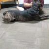 2 yr old unaltered male Cane Corso needing new home ASAP