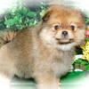 Chicago Pomeranians Puppies. Prespoiled.