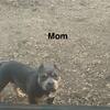 American Bully Puppies