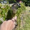 Green Cheek Conure