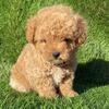 Poodles  Adorable Poodles  Puppies for sale  dog