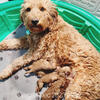 F1b Goldendoodle Puppies