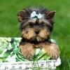 🐾 Adorable Teacup Yorkie Puppies, Ready for Their Forever Home!