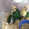 White bellied caiques/ greencheeks