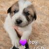Great Pyrenees LGD Puppies