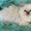 Ragdoll Kittens, Registered