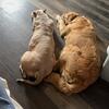 Adult female golden retriever 