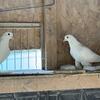 3 Pigeons 2 Russian north Caucasus Tumblers and 1 Tippler pigeon for Free!!