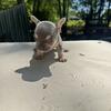 AKC French bulldog puppies 