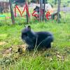 Lionhead
