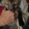Fox kits(pups) ready now