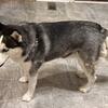 Male husky for new home