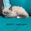 SMOKEY - male blue mitted mink ragdoll kitten , TICA registerd