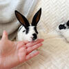 Mini Rex bunnies