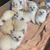 Gorgeous blue point munchkins and non standard munchkins