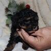 Tiny toy poodle puppy
