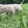 Fawn Bully pup brother & sister 😍