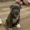 American bully puppies 