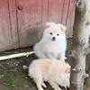 POMERANIAN, 3 MONTHS OLD, VACCINATED — SERIOUS INQUIRIES ONLY.