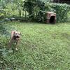 AMERICAN PIT-BULL TERRIER! 