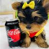 Playful Yorkshire Terrier Puppies – Must See!** text or call 380-242-6975