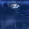 High Quality Guppy Fish
