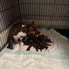 Brown and white Boston terrier puppies 